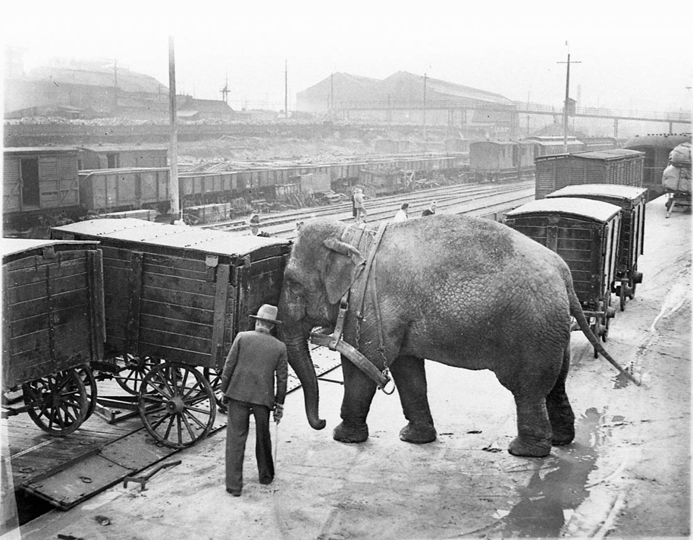 Alice the elephant loading the Wirth's Circus train