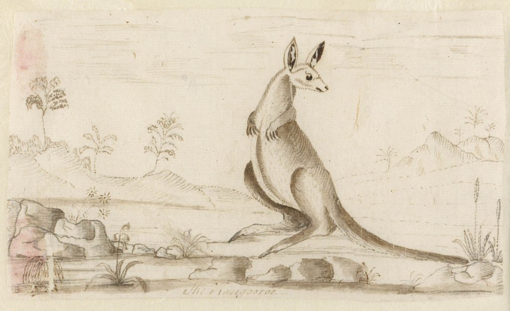 The Kangaroo